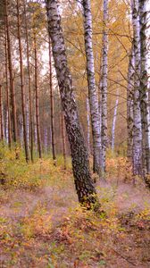 Preview wallpaper forest, trees, nature, autumn, landscape
