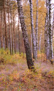 Preview wallpaper forest, trees, nature, autumn, landscape