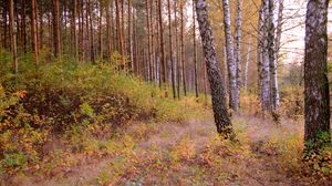 Preview wallpaper forest, trees, nature, autumn, landscape