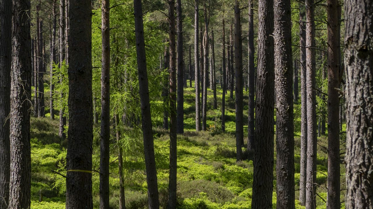 Wallpaper forest, trees, nature, landscape, green