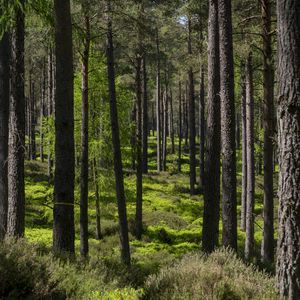 Preview wallpaper forest, trees, nature, landscape, green