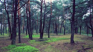 Preview wallpaper forest, trees, nature, landscape