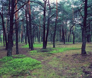 Preview wallpaper forest, trees, nature, landscape