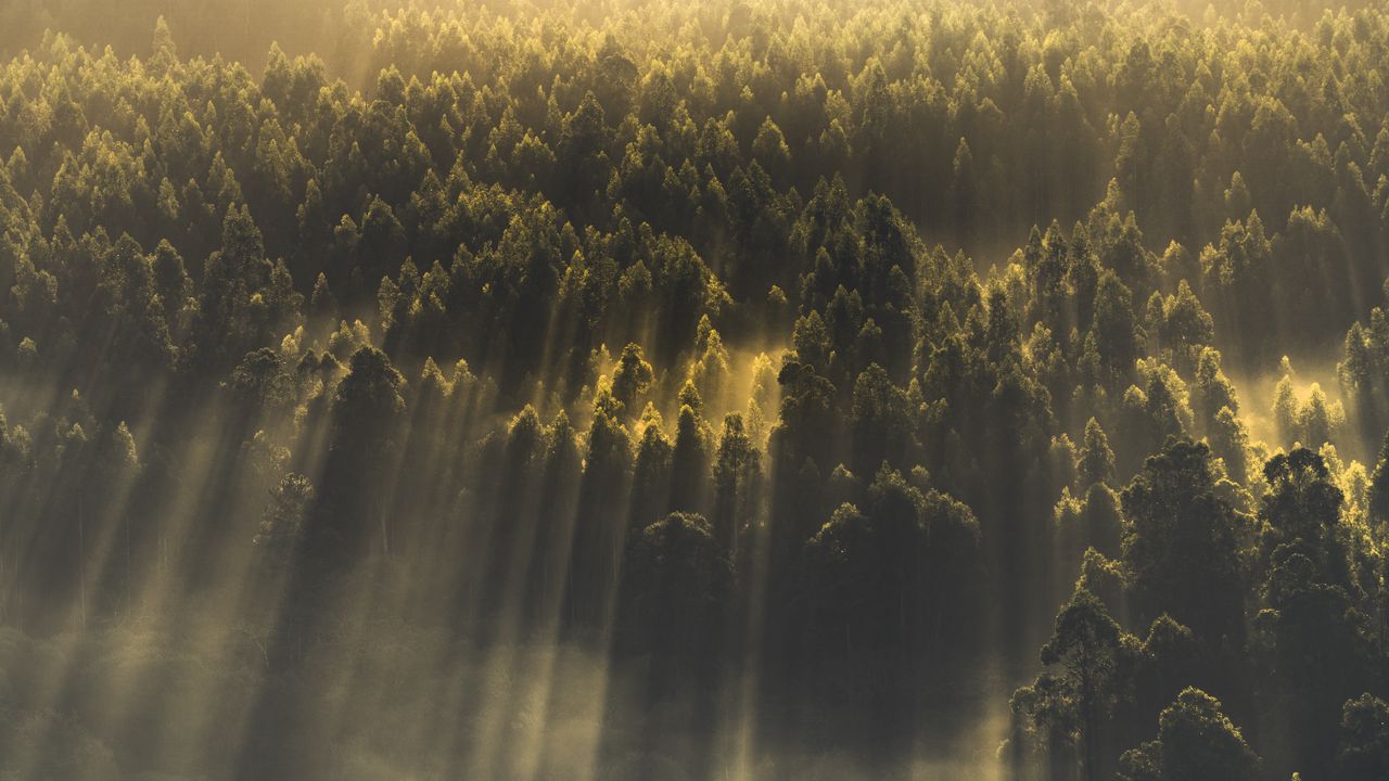 Wallpaper forest, trees, nature, sunlight