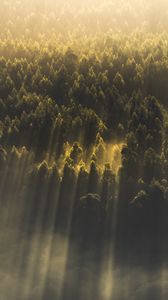 Preview wallpaper forest, trees, nature, sunlight