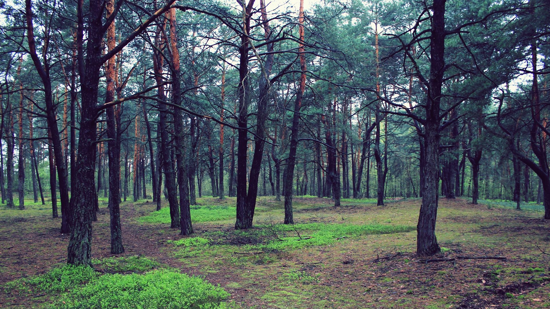 Download wallpaper 1920x1080 forest, trees, nature, landscape full hd ...