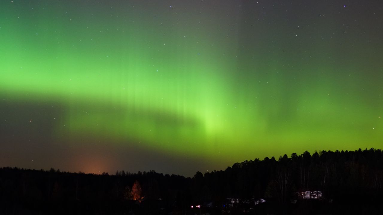 Wallpaper forest, trees, northern lights, night