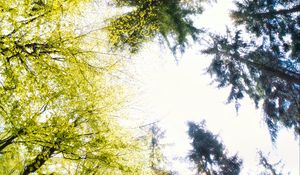 Preview wallpaper forest, trees, panorama, nature