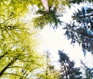 Preview wallpaper forest, trees, panorama, nature