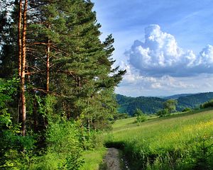 Preview wallpaper forest, trees, path, summer