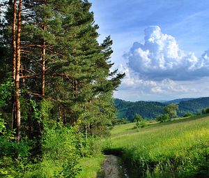 Preview wallpaper forest, trees, path, summer