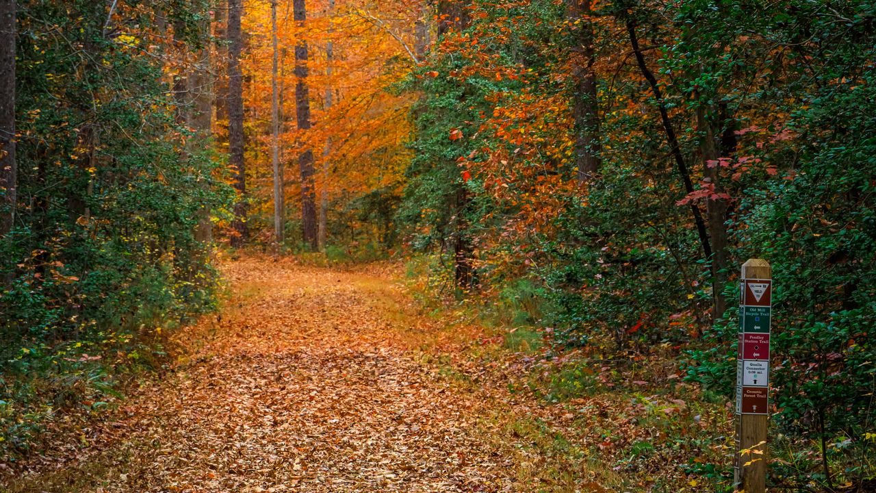 Wallpaper forest, trees, path, fallen leaves, nature, autumn