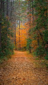 Preview wallpaper forest, trees, path, fallen leaves, nature, autumn
