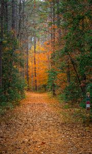 Preview wallpaper forest, trees, path, fallen leaves, nature, autumn