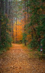 Preview wallpaper forest, trees, path, fallen leaves, nature, autumn