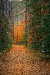 Preview wallpaper forest, trees, path, fallen leaves, nature, autumn