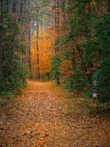 Preview wallpaper forest, trees, path, fallen leaves, nature, autumn