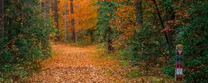 Preview wallpaper forest, trees, path, fallen leaves, nature, autumn