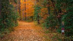 Preview wallpaper forest, trees, path, fallen leaves, nature, autumn