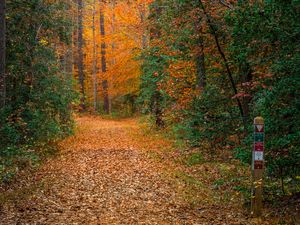 Preview wallpaper forest, trees, path, fallen leaves, nature, autumn