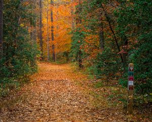 Preview wallpaper forest, trees, path, fallen leaves, nature, autumn