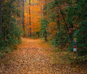 Preview wallpaper forest, trees, path, fallen leaves, nature, autumn