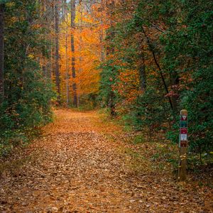 Preview wallpaper forest, trees, path, fallen leaves, nature, autumn