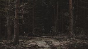 Preview wallpaper forest, trees, path, dark