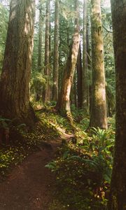 Preview wallpaper forest, trees, path, fern, vegetation