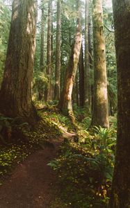 Preview wallpaper forest, trees, path, fern, vegetation