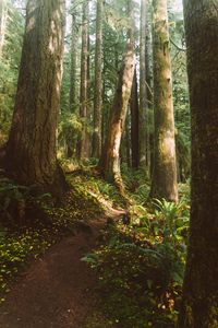 Preview wallpaper forest, trees, path, fern, vegetation