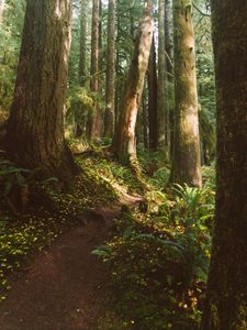 Preview wallpaper forest, trees, path, fern, vegetation