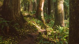 Preview wallpaper forest, trees, path, fern, vegetation