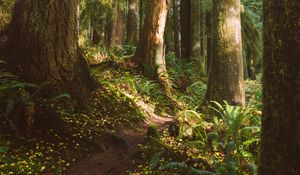 Preview wallpaper forest, trees, path, fern, vegetation