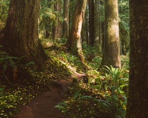 Preview wallpaper forest, trees, path, fern, vegetation