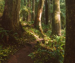 Preview wallpaper forest, trees, path, fern, vegetation