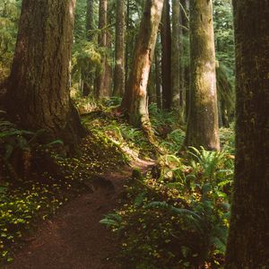 Preview wallpaper forest, trees, path, fern, vegetation