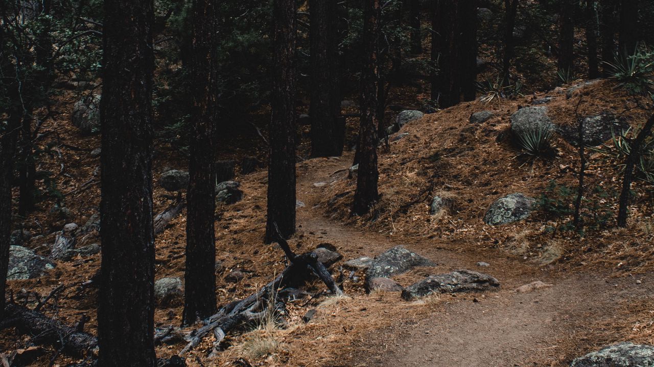 Wallpaper forest, trees, path, slope, stones