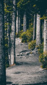 Preview wallpaper forest, trees, path, nature