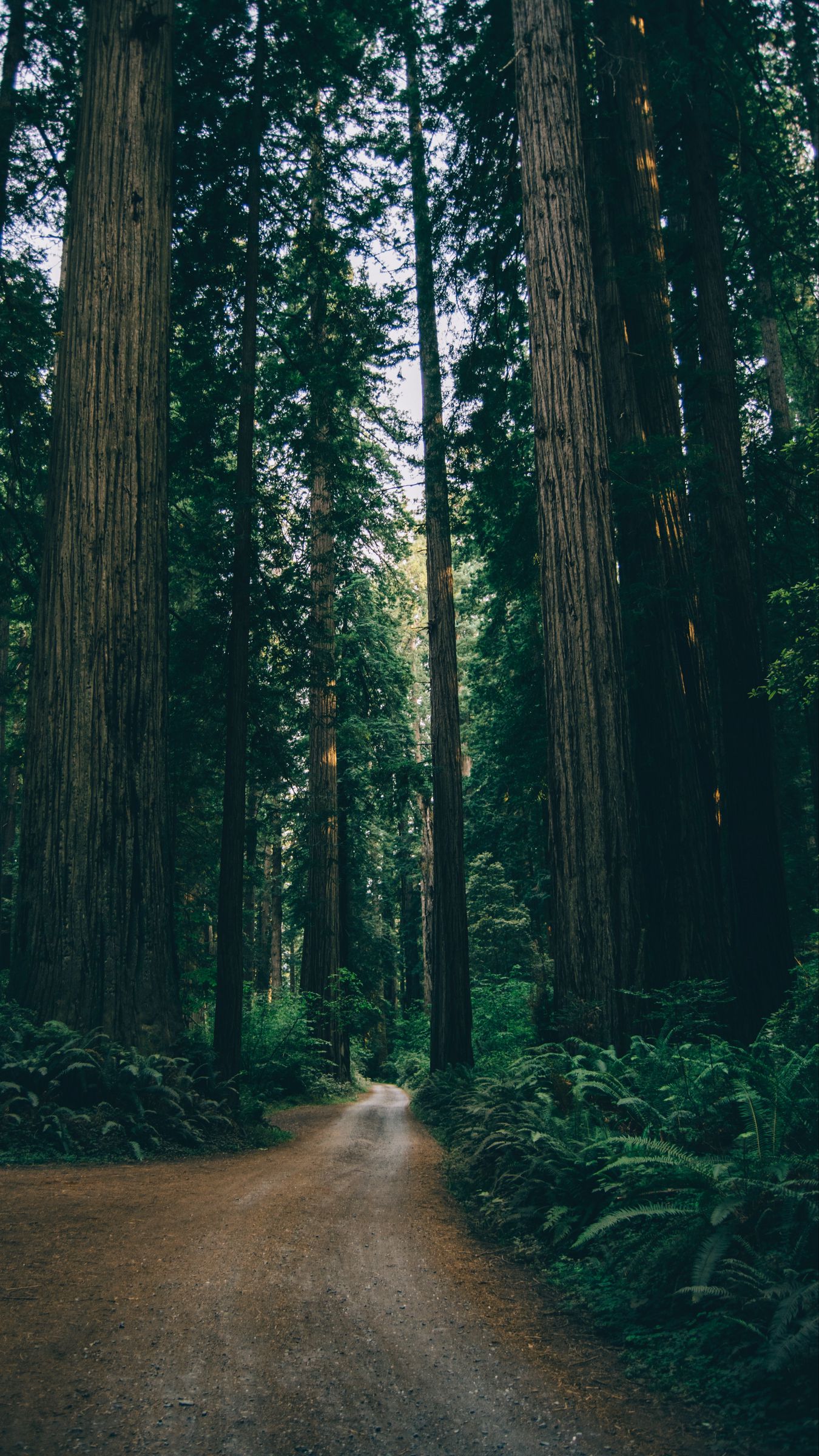 Download wallpaper 1350x2400 forest, trees, path, plants iphone 8+/7 ...
