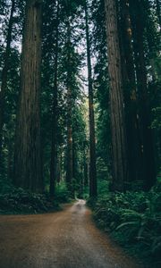 Preview wallpaper forest, trees, path, plants