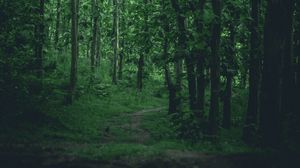 Preview wallpaper forest, trees, path, nature, green