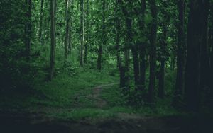 Preview wallpaper forest, trees, path, nature, green