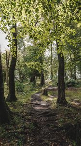 Preview wallpaper forest, trees, path, grass, branches