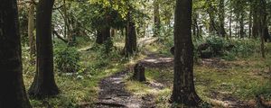 Preview wallpaper forest, trees, path, grass, branches
