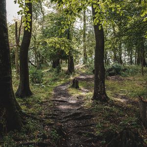 Preview wallpaper forest, trees, path, grass, branches
