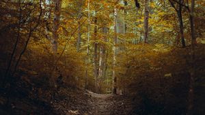 Preview wallpaper forest, trees, path, branches, autumn