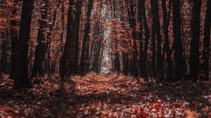 Preview wallpaper forest, trees, path, autumn, nature