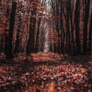 Preview wallpaper forest, trees, path, autumn, nature