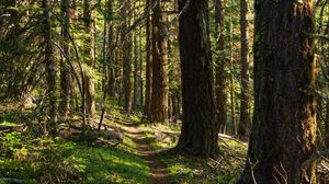 Preview wallpaper forest, trees, path, nature, landscape